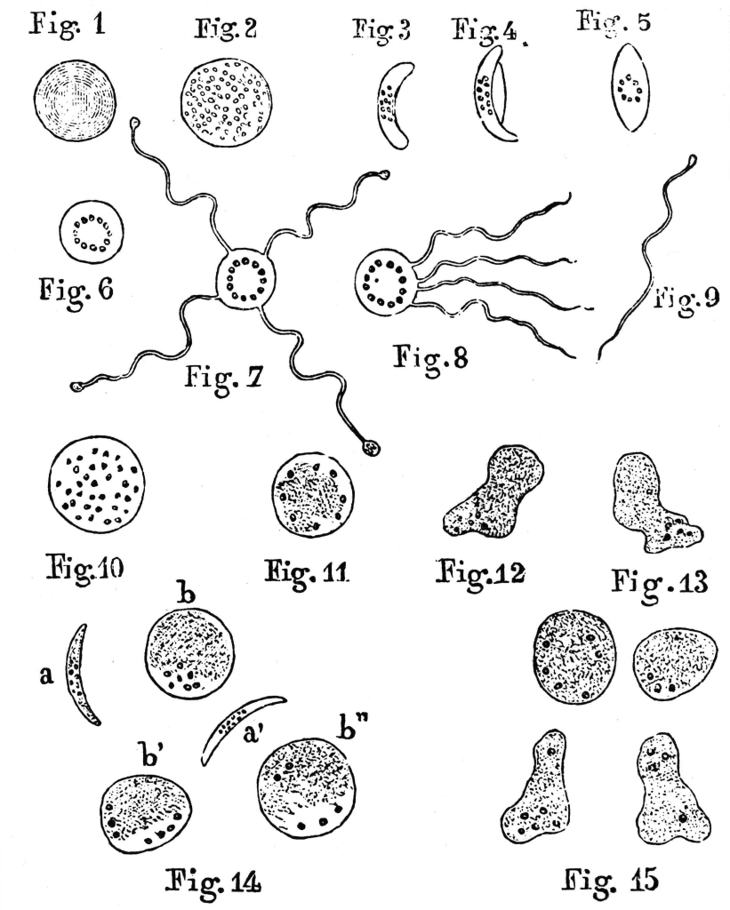 rethinking-modern-medicine-s-germ-theory-zenconomics